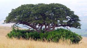 Image result for Ficus sycomorus