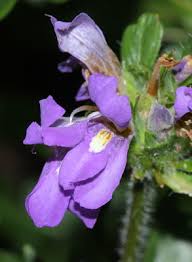 Image result for Hygrophila schulli