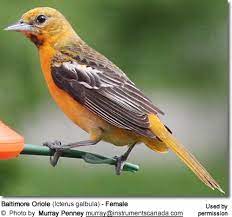 Juvenile orchard female baltimore oriole. Baltimore Orioles Aka Northern Oriole Or Bullock S Orioles Beauty Of Birds