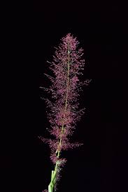 Image result for Eragrostis japonica