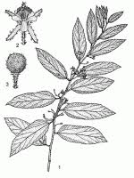 Image result for Grewia pubescens