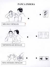Gambar mewarnai buah jambu air. 40 Koleski Terbaik Gambar Sketsa Panca Indera Untuk Anak Paud Tea And Lead