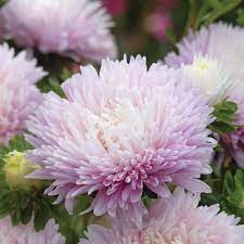 Pin On Flowers To Grow In Idaho