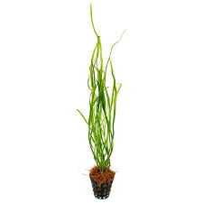 Cryptocoryne beckettii, also known as beckett's water trumpet, is a plant species belonging to the araceae genus cryptocoryne. Cryptocoryne Sivadasanii Topf Aquasabi Aquaristik Shop