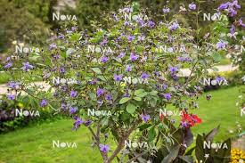 Image result for Rotheca myricoides