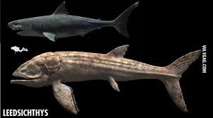It is the 6thobtainable aquatic creature in the game. So You Tought Megalodon Was Badass I Present To You Leedsichthys 9gag