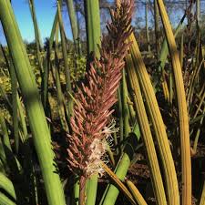 Image result for Sansevieria pearsonii