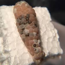 This gives them enough space to move and eat as they please. Mystery Snail Egg Development Florida Mystery Snails