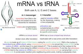 Mrna Vs Trna Biology Lessons Microbiology Study Study Biology