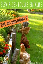 Poules En Ville Dans Un Petit Jardin C Est Possible Comment Elever Des Poules Poule Elever Des Poules