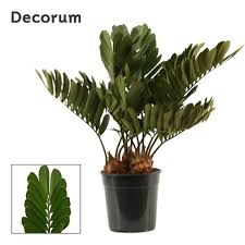 Image result for Zamia furfuracea