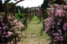 Program de vizitare spatiu exterior: Cele Mai Frumoase Gradini Gradina Botanica Din Iasi Comoara Florala A Romaniei