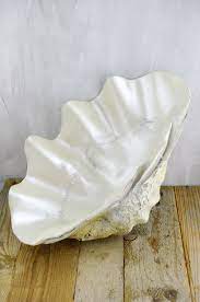 6'' h x 18'' w x 11'' d; 7 Marvelous Diy Ideas Coastal Bar Benjamin Moore Coastal Contemporary Window Coastal Furniture Mood Boards Modern Coa Clam Shell Save On Crafts Nautical Decor