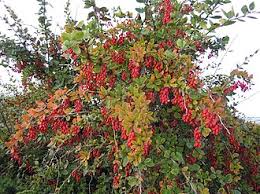 Image result for Berberis