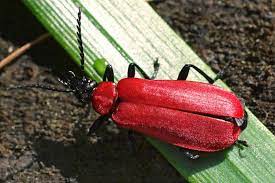 Check spelling or type a new query. Pyrochroidae Fire Coloured Beetles Arthropodafotos De