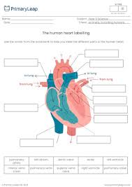 Image result for Cardiovascular Worksheets