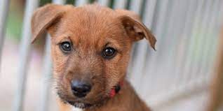 Almost home pet resort is located at united states of america, texas, bell county. Adopt Almost Home Dog Rescue