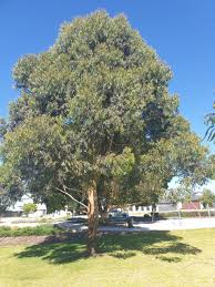 Image result for Eucalyptus camaldulensis