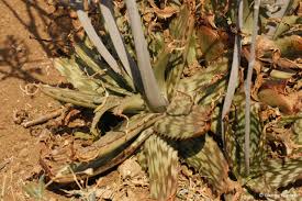 Image result for Aloe cameronii × greatheadii
