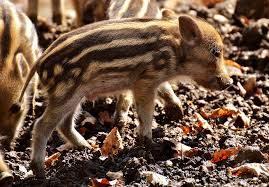 Pt » babi hutan translation: Wildschweinchen Frischling Kostenloses Foto Auf Pixabay