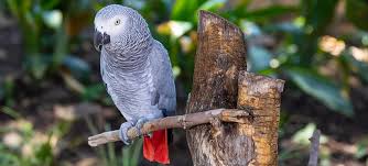 Resultado de imagen de loro