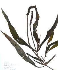Image result for Potamogeton schweinfurthii