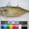 Masak lemak cili padi ikan kembung. 1