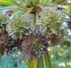 Image result for Breonadia