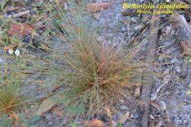 Image result for Bulbostylis sp.no.2