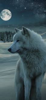 Animal Wolf 1125x2436 Wallpaper Id 767320 Mobile Abyss