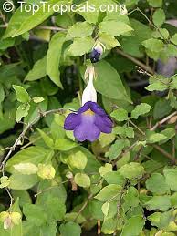 Image result for Thunbergia dregeana