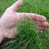 Early spring bulbs look fantastic naturalized in grassy areas, but as pretty as they are, this planting method isn't for everyone. 1