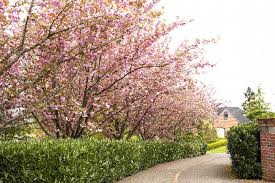 Check spelling or type a new query. Kwanzan Flowering Cherry