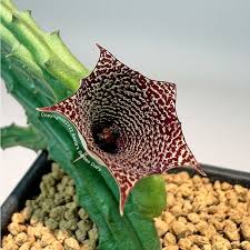 Image result for Huernia erectiloba