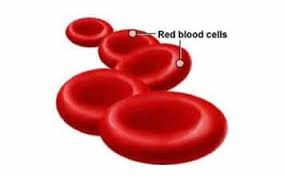 Plasma darah sebagian besar terdiri dari air yaitu 90% dan mengandung protein & bahan organik. Pengertian Plasma Darah Fungsi Ciri Komponen Dan Susunan