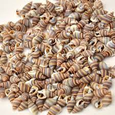 100pcs Natural Beautiful Top Rare Real Sea Shell Conch Aquarium Ybk005 Saglikli Olmak Saglikli