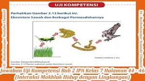 Kunci jawaban ipa kelas 7 kurikulum 2013 edisi revisi 2016 semester 1 lengkap. Jawaban Uji Kompetensi Bab 2 Ipa Kelas 7 Halaman 44 46 Interaksi Makhluk Hidup Dengan Lingkungan Youtube