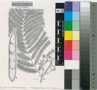 Image result for Acacia amythethophylla