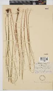 Image result for Bewsia