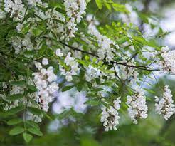 Please check other species of the genus and distribution of the plants in your. Root S Nurseries Tree Inventory Lancaster County Pa