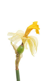 They boast blooms in a wide variety of colors, including white, pink, yellow, lavender, orange and purple. Growing Flowering Bulbs From Seed Learn How To Grow Bulbs From Seeds
