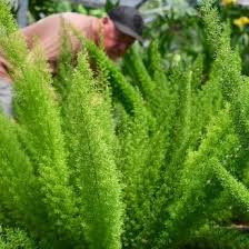 Image result for Asparagus natalensis