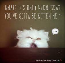 Tuesday Greetings Weekdays Memes Humor Quotes Crumpy Dude Fun Wednesday Humor Happy Wednesday Quotes Funny Wednesday Memes