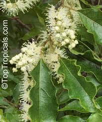 Image result for Combretum padoides