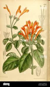 Image result for Dicliptera sericea