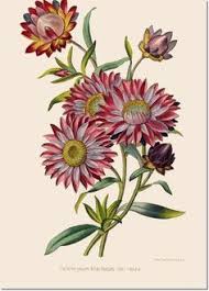 Bouqets From The 1800 S Revue Horticole 1800s Botanical Print 01 Straw Flower Painting Botanical Prints Flower Painting Digital Flowers