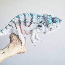 We did not find results for: Panther Chameleon Locality Guide Wiki Reptiles Amino
