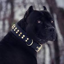 The Truth About The All Black Pitbull Kopek Turleri Pitbull Kopek