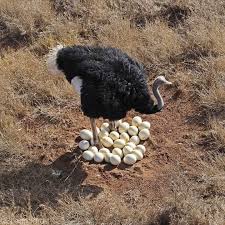 Birds That Lay Eggs On The Ground Pin By Janet Shears On Animals Ostriches Pet Birds Animals Beautiful