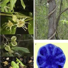 Image result for Combretum schumannii